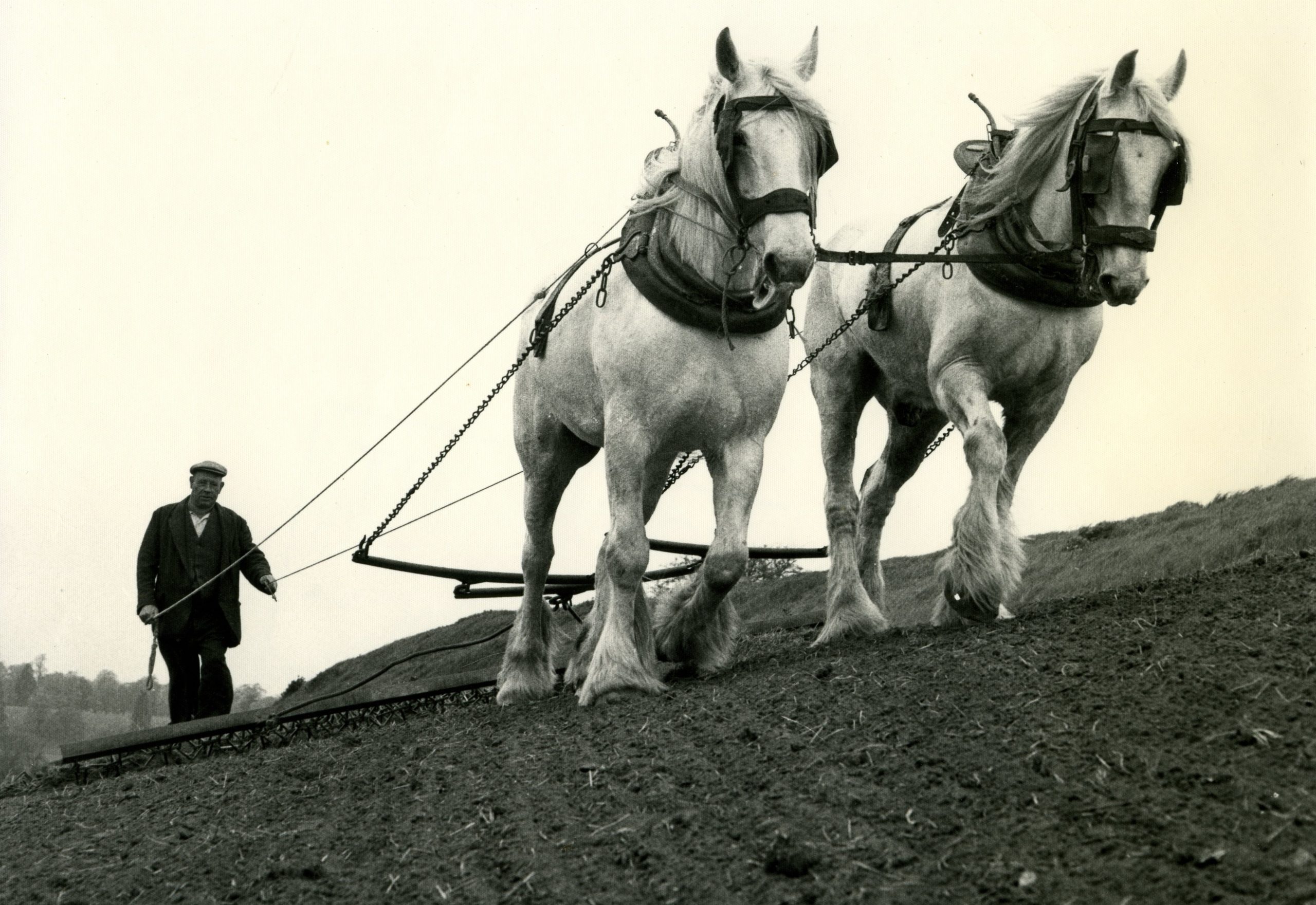 A man driving a plough through a field, pulled by two large white horses